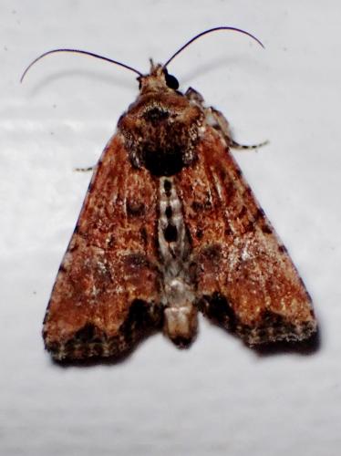 Réf. 335 047 : Mesoligia furuncula